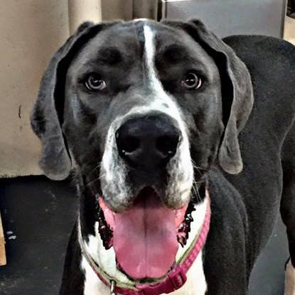 off leash k9 training e collar manual