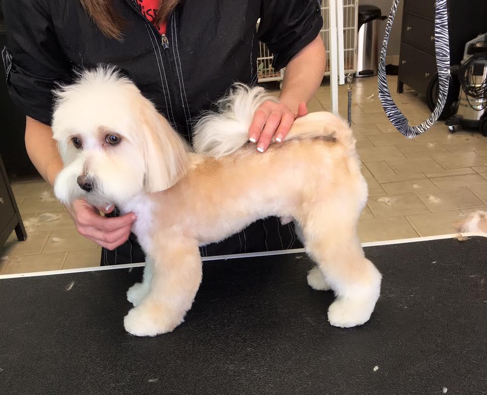 Pet Friendly Grooming with Finesse