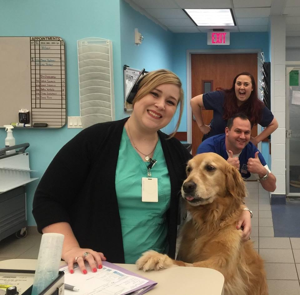 Gulf coast veterinary specialists sales cost