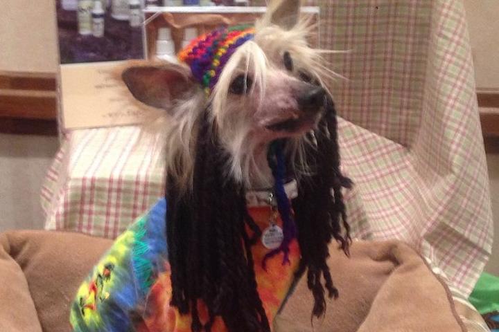 Pet Friendly Hippie Dog