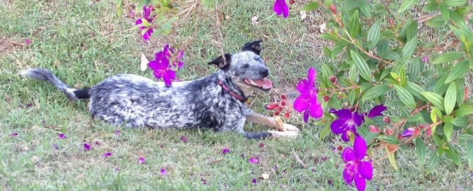 Directory Of Doggie Daycare Boarding In Australia The South