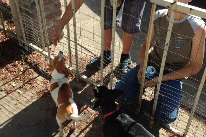 Directory of Pet Sitters & Dog Walkers in Roseville, CA - BringFido Directory of Pet Sitters & Dog Walkers in Roseville, CA - BringFido
