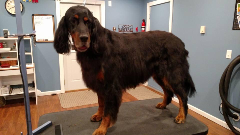 Pet Friendly Paws Up Grooming Salon