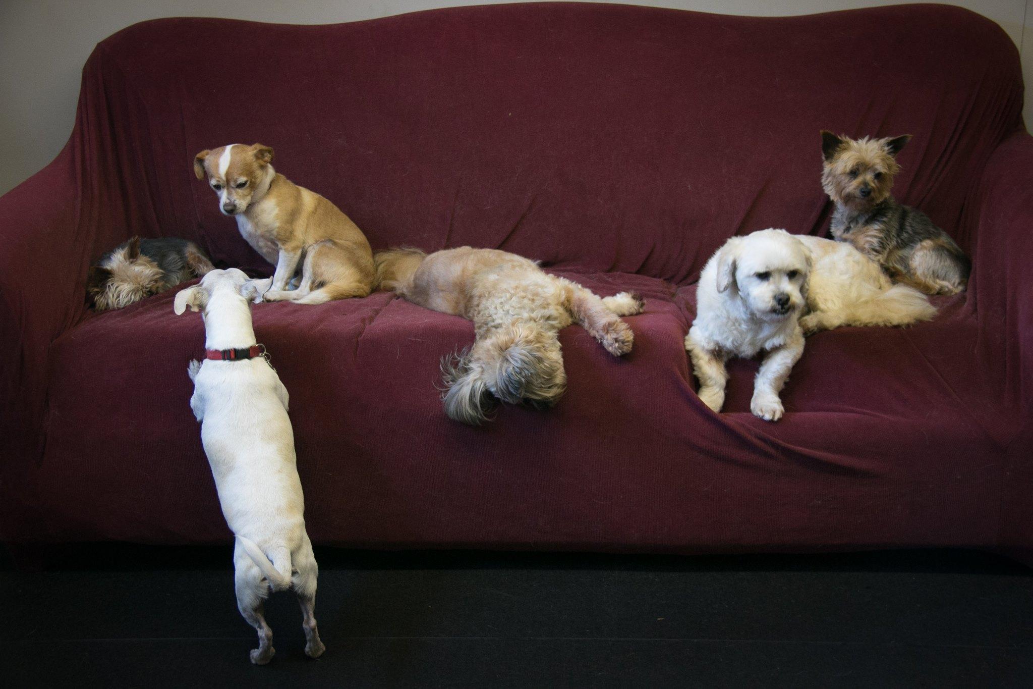 Pet Friendly Salty Dog Hound Lounge