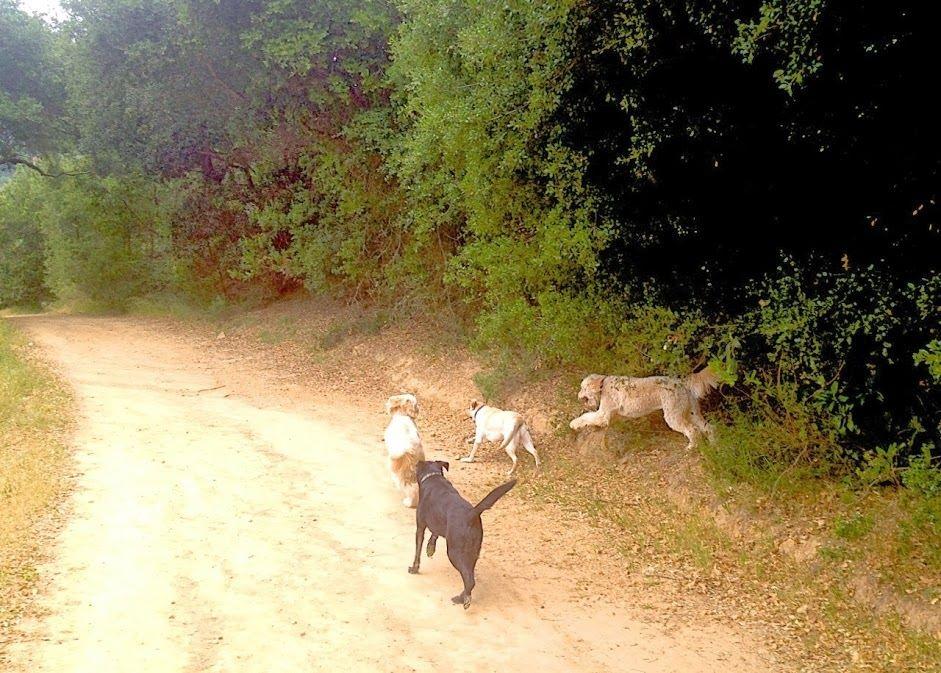 Pet Friendly Outdoor Petcare Dog Walkers