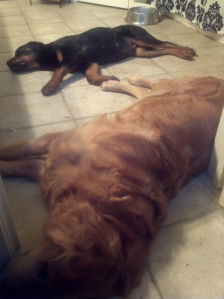 infinity k9 training