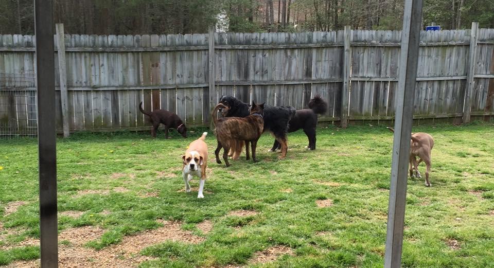 Directory Of Doggie Daycare Boarding In Petersburg Va Bringfido