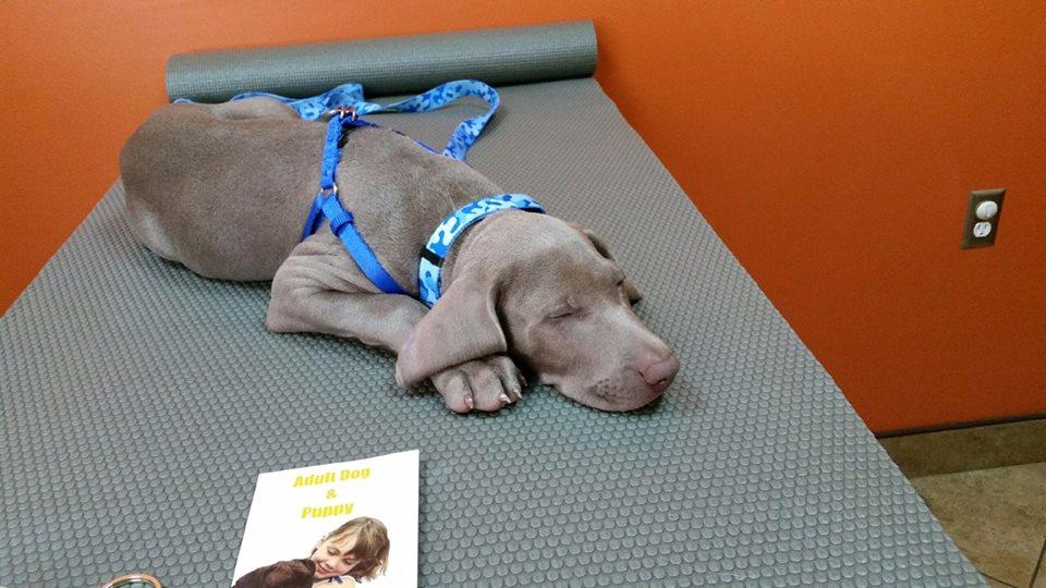 Brandon Lakes Animal Hospital