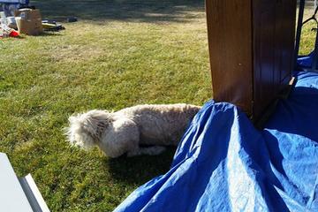 Directory Of Dog Trainers In Michigan Bringfido
