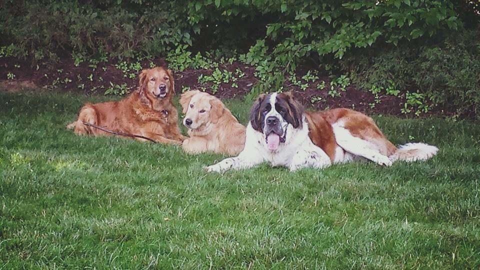 sit and stay pet care