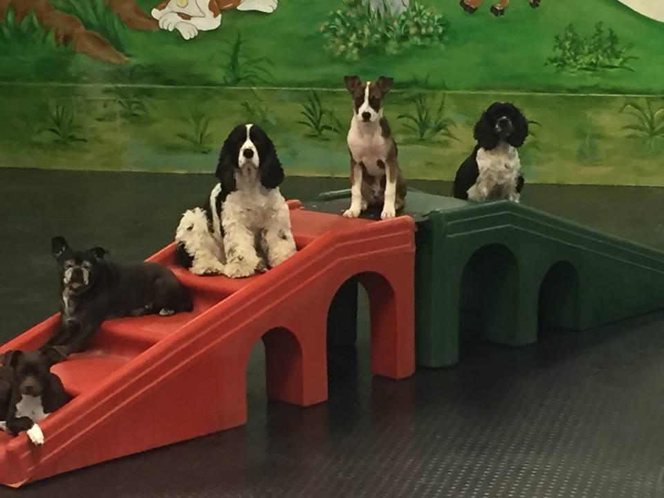 Doggy Day Care in Boynton Beach: The Ultimate Guide for Pet Lovers