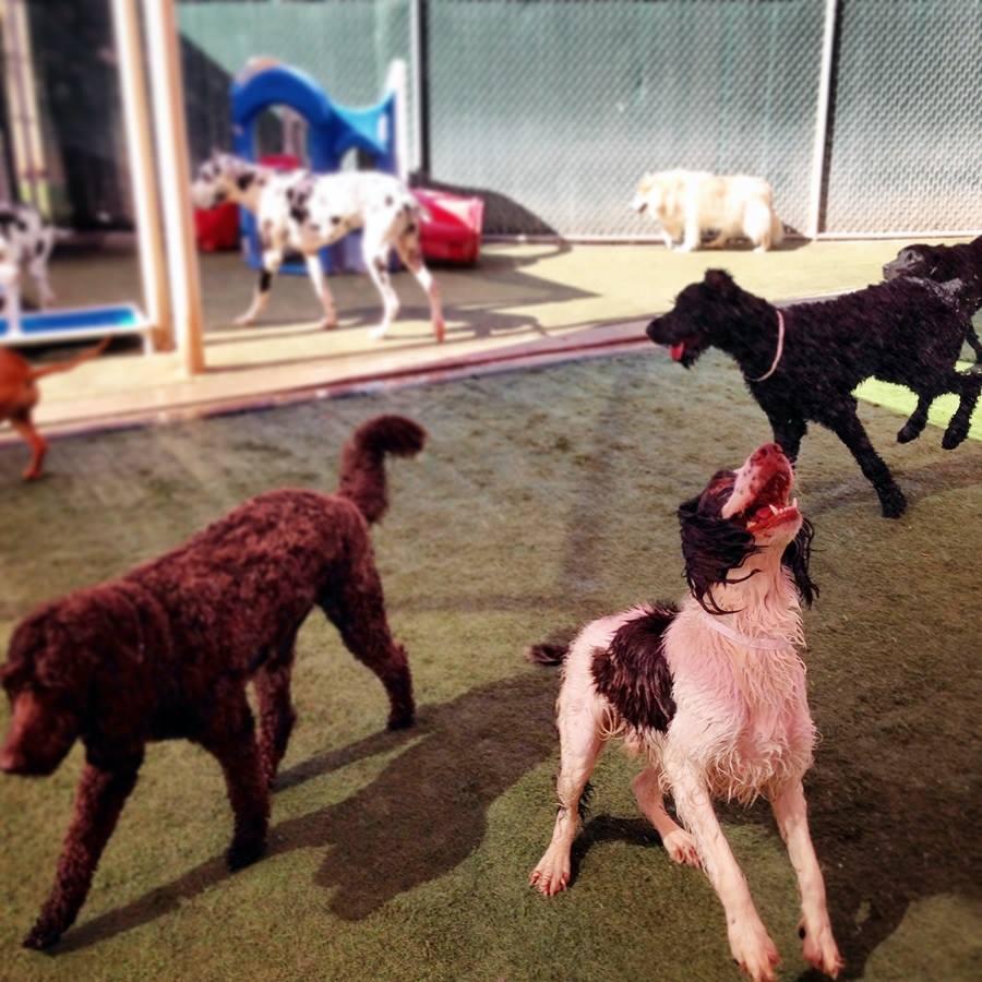 murray valley pet resort