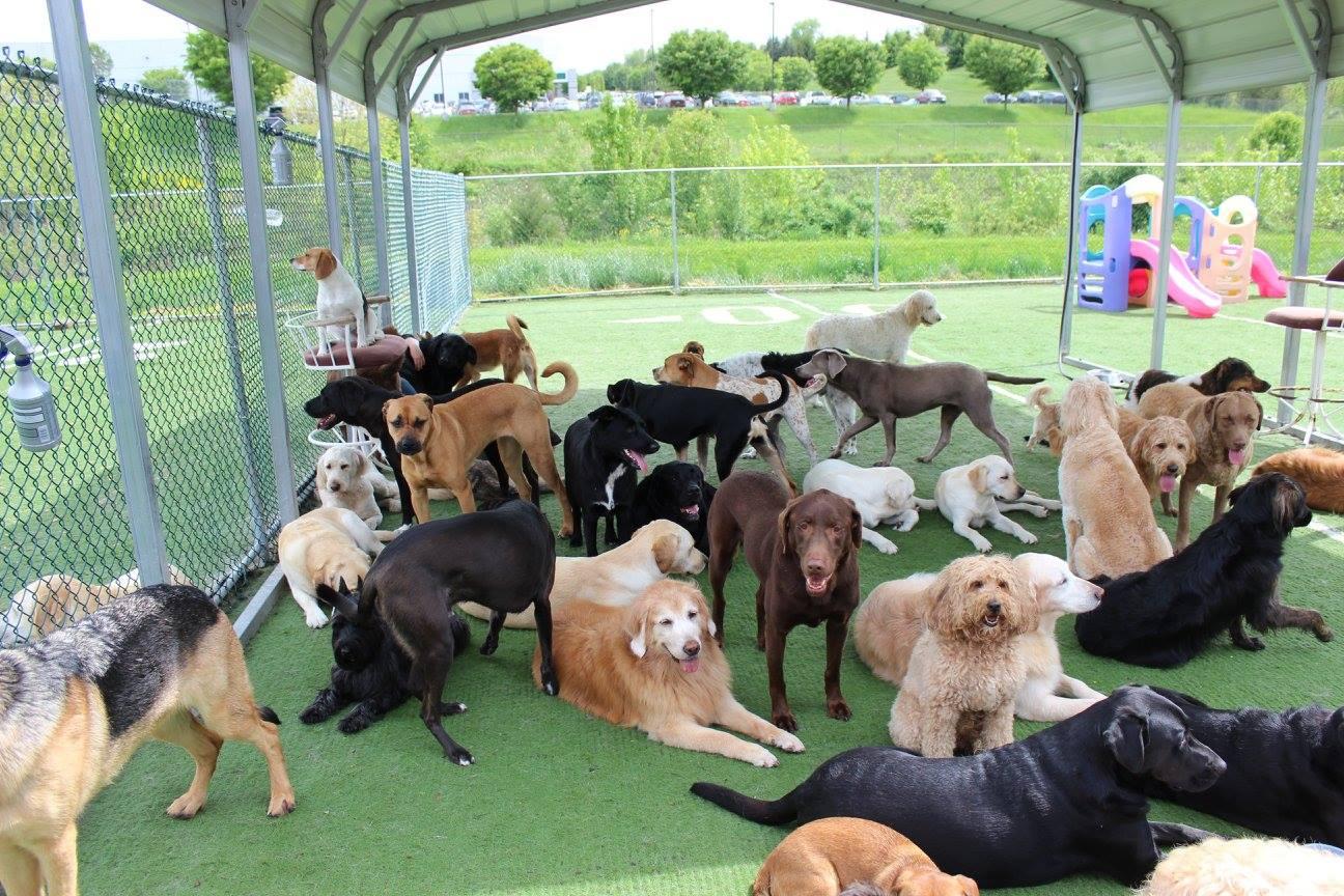 Pet Friendly Canine Clubhouse