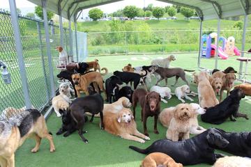 Directory Of Doggie Daycare Boarding In Harrisburg Pa Bringfido