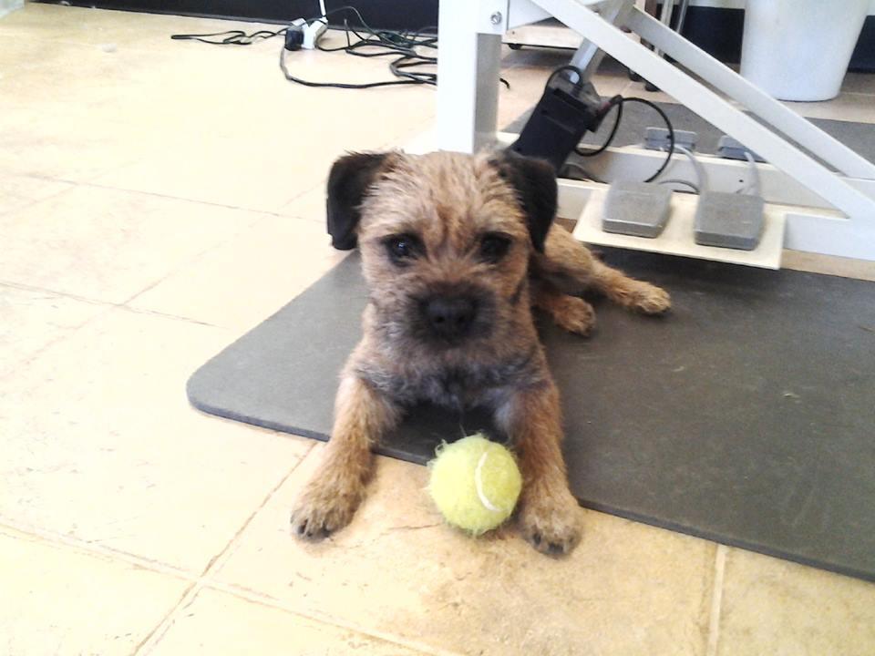 shear magic dog grooming