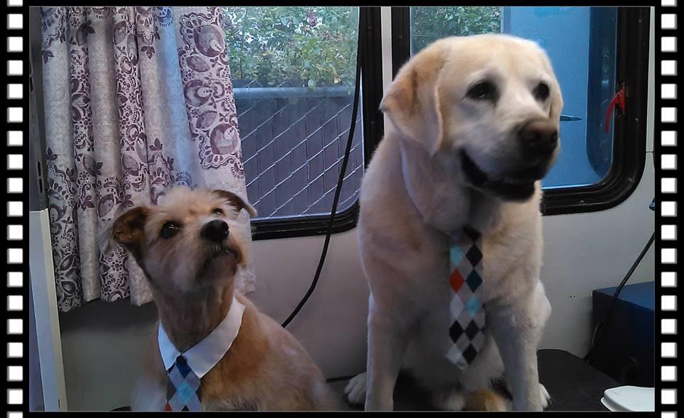 julie's mobile dog grooming