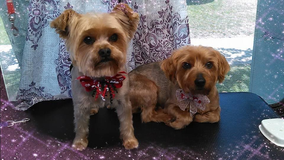 julie's mobile dog grooming