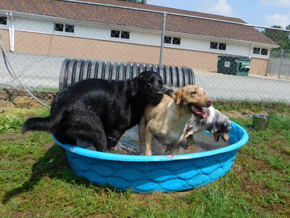 Directory of Doggie Daycare Boarding in Solomons Island MD