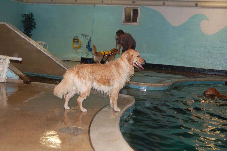 therapy pets unlimited