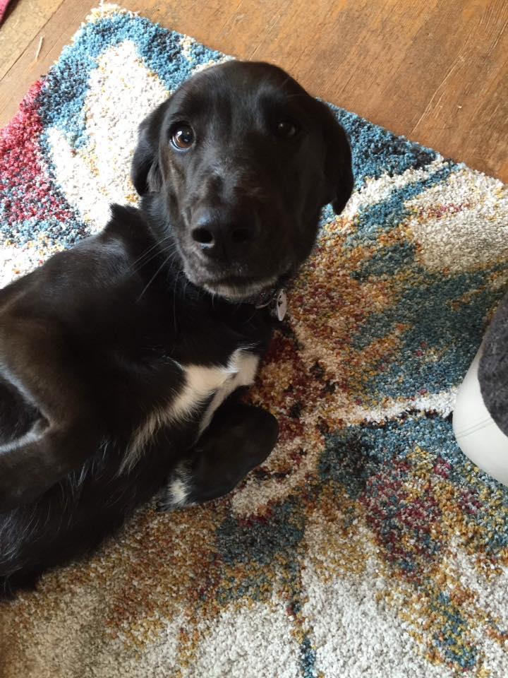 Best Friends Pet Care