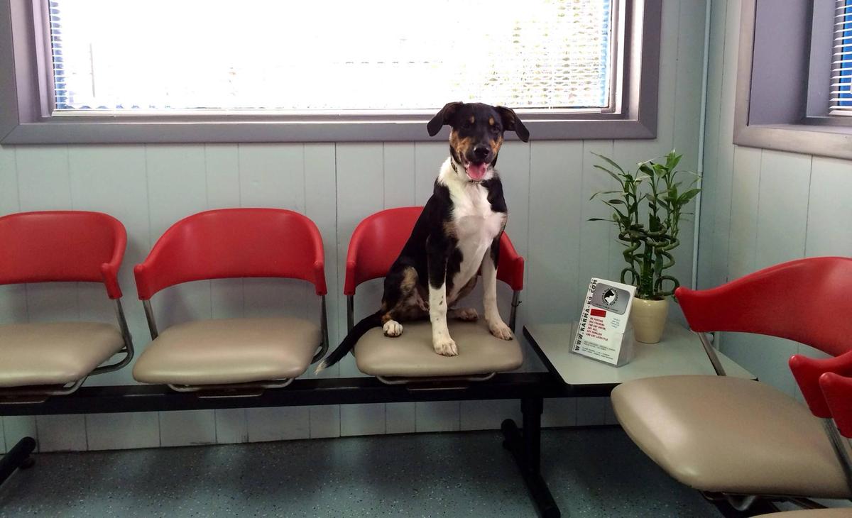 Directory of Pet Sitters & Dog Walkers in St. Augustine, FL BringFido