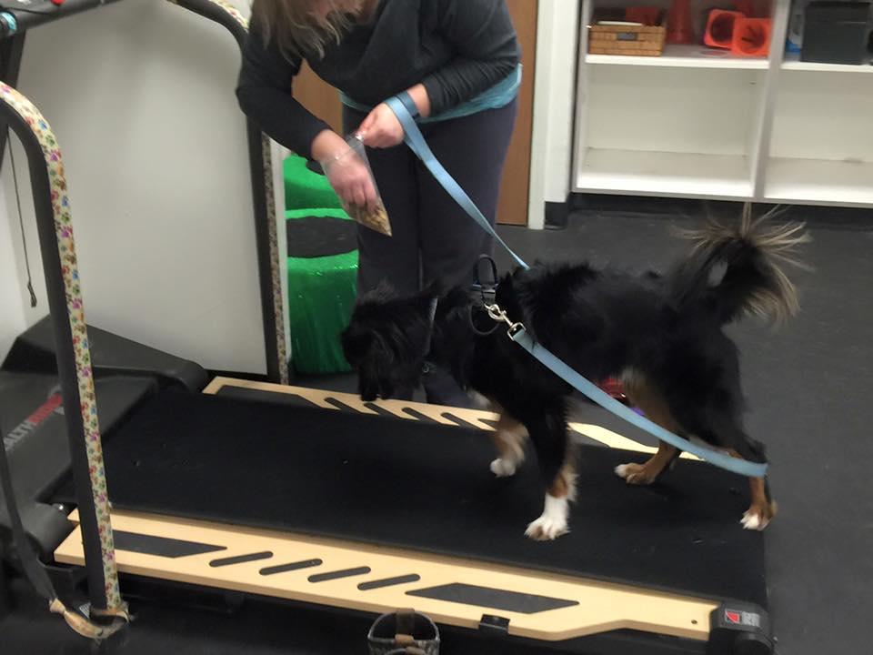 Pet Friendly Train Your Pup' Canine Enrichment Center