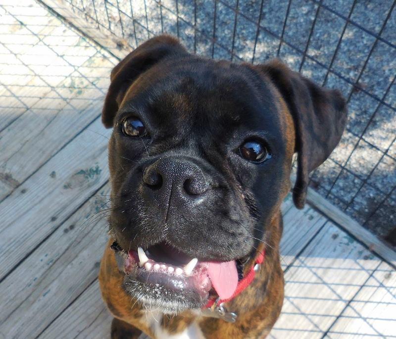 Pet Friendly Carolina Mountain Canine