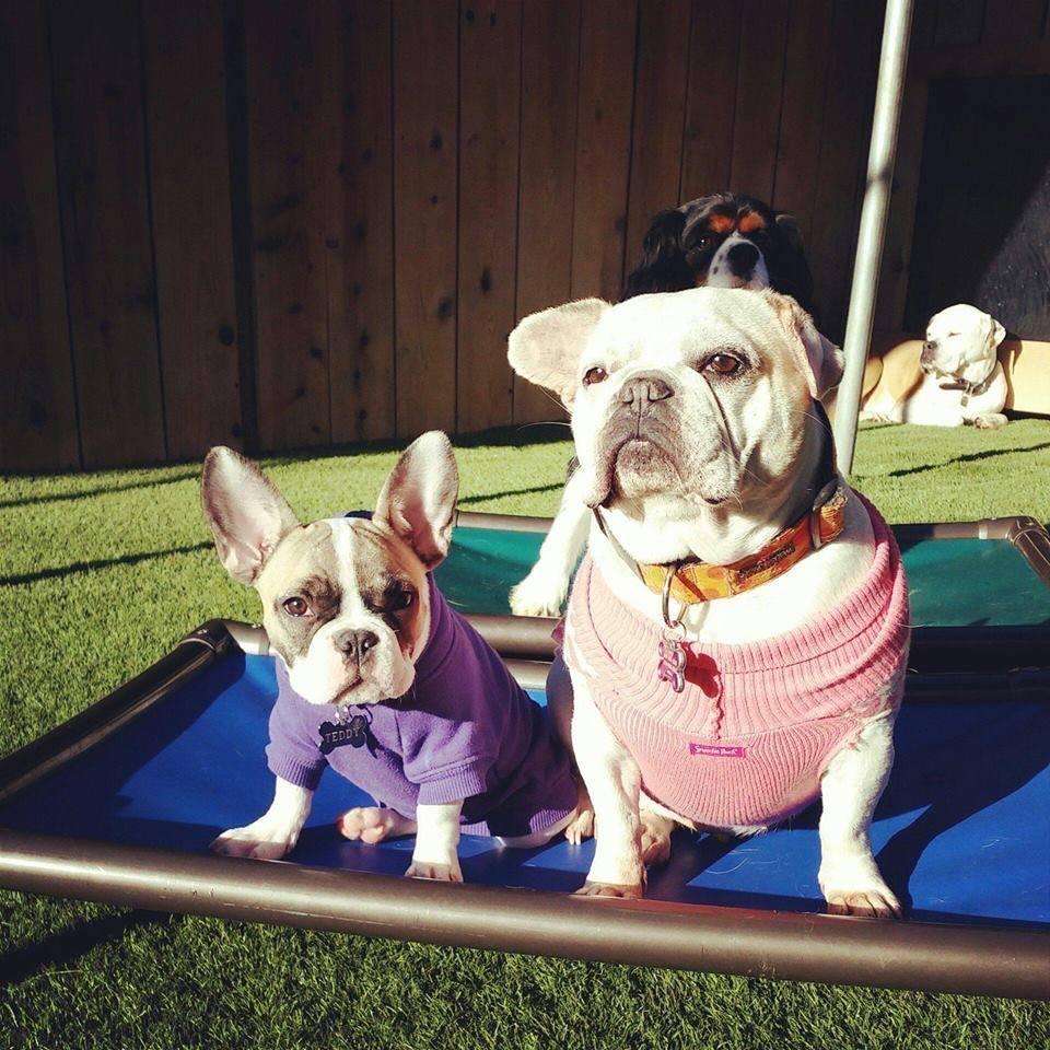 Camp RunAMutt East County