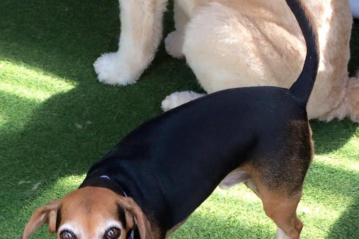 Directory of Doggie Daycare & Boarding in San Diego, CA - BringFido Directory of Doggie Daycare & Boarding in San Diego, CA - BringFido