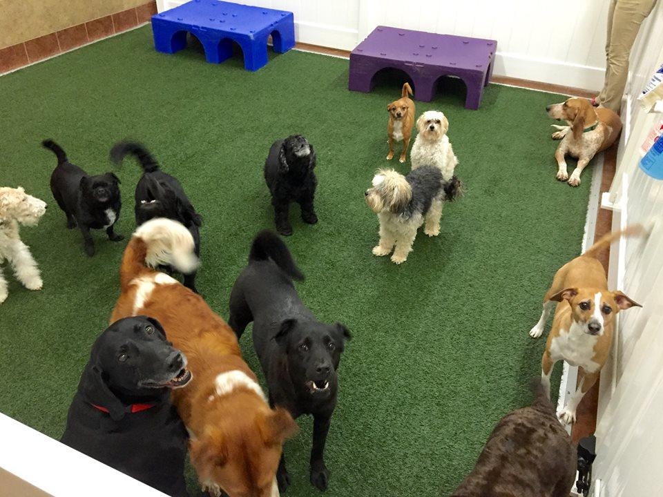 The Ultimate Pet Lodge, LLC