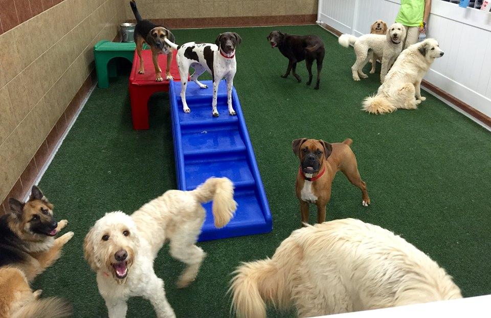 Enrichment Daycare Packages - Rover Retreat
