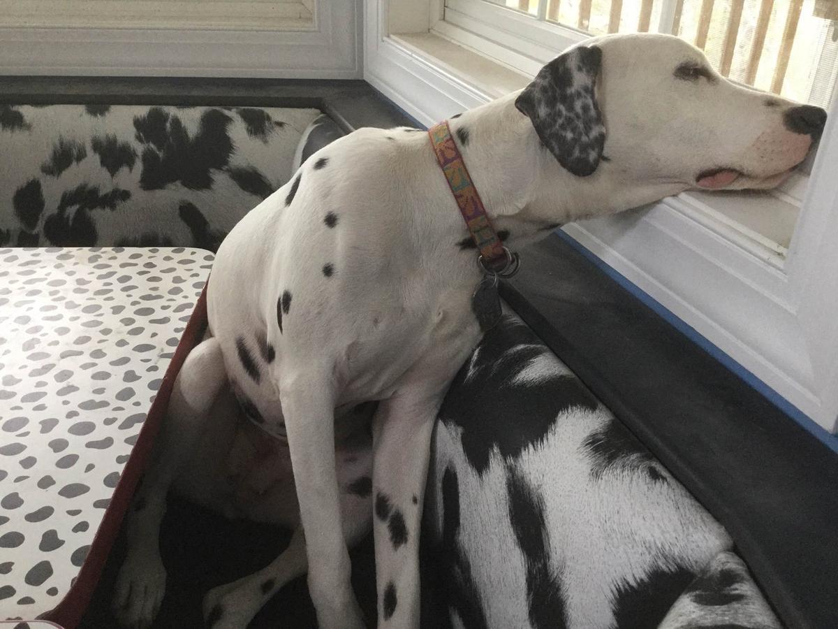 Dalmatian rescue hot sale of tampa bay