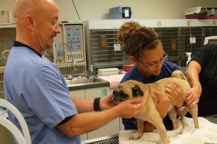 Pet Friendly Veterinary Emergency Clinic of Central Florida
