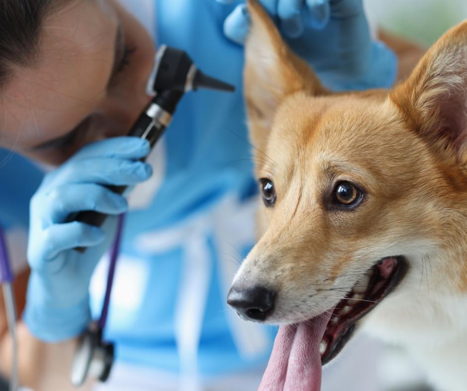 Pet Friendly Marina Village Veterinary