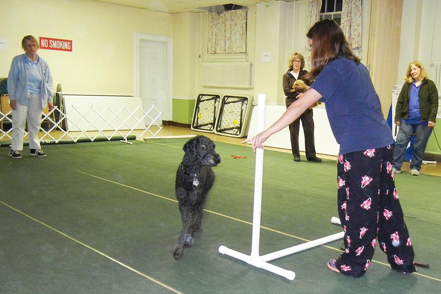 Kennel club clearance training near me