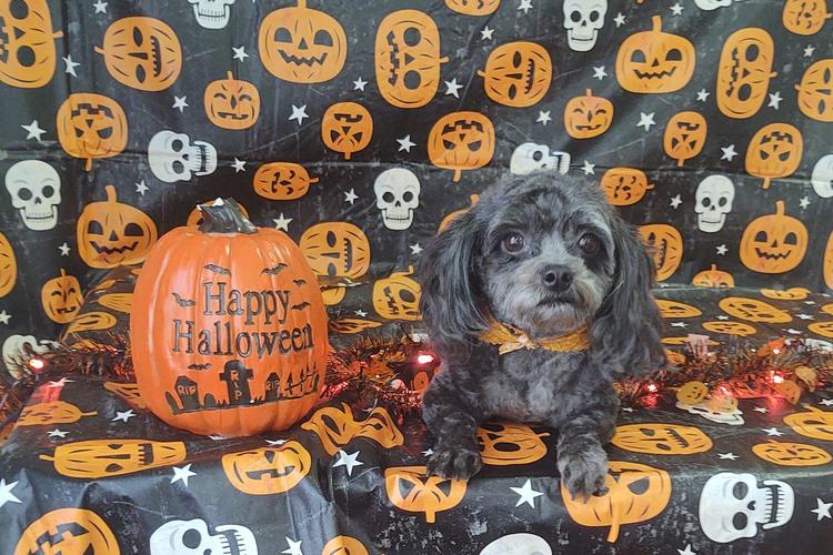 Directory of Dog Grooming in Lincolnton, NC - BringFido Directory of Dog Grooming in Lincolnton, NC - BringFido