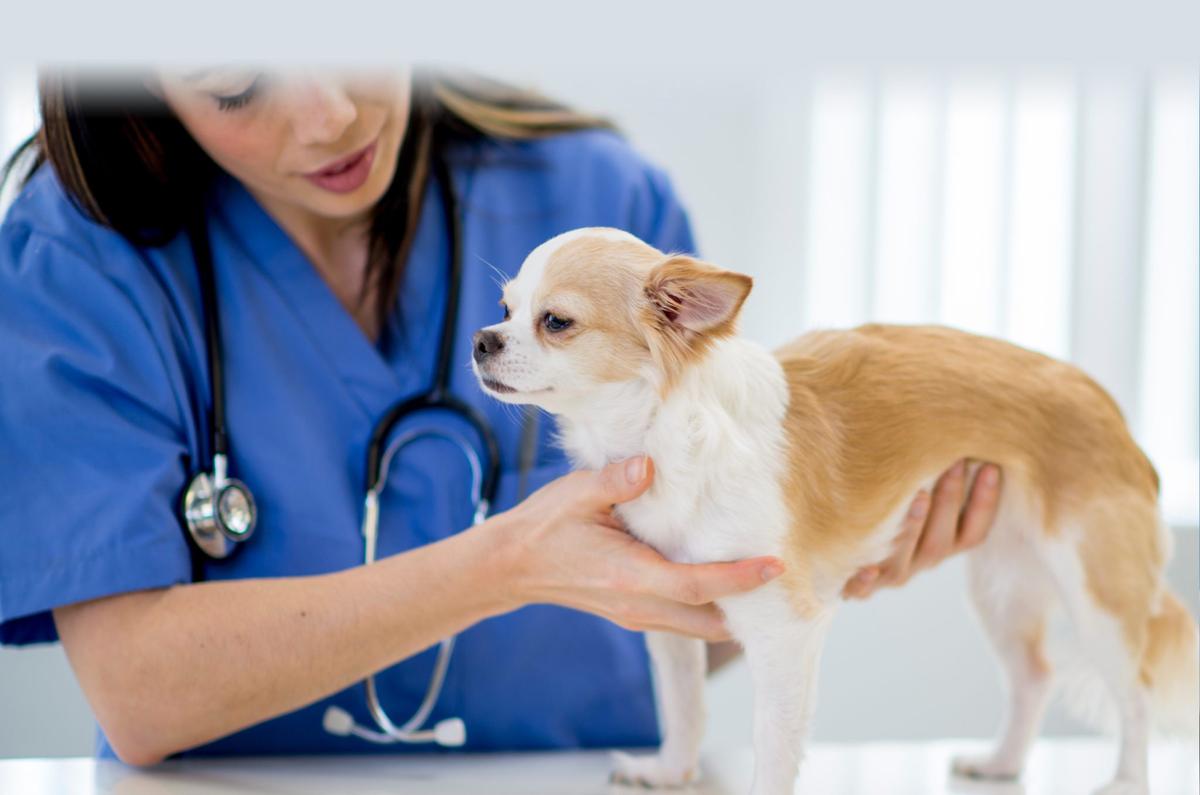 Huntington emergency vet hotsell