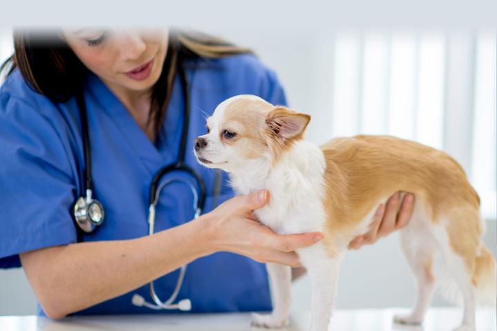 Pet Friendly Canobie Lake Veterinary Hospital