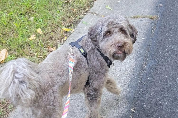 Pet Care by A Step Above and Beyond, LLC