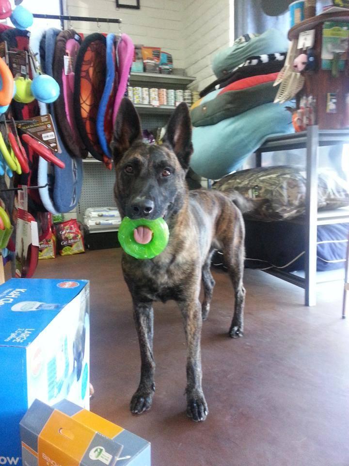 Kodis natural pet top