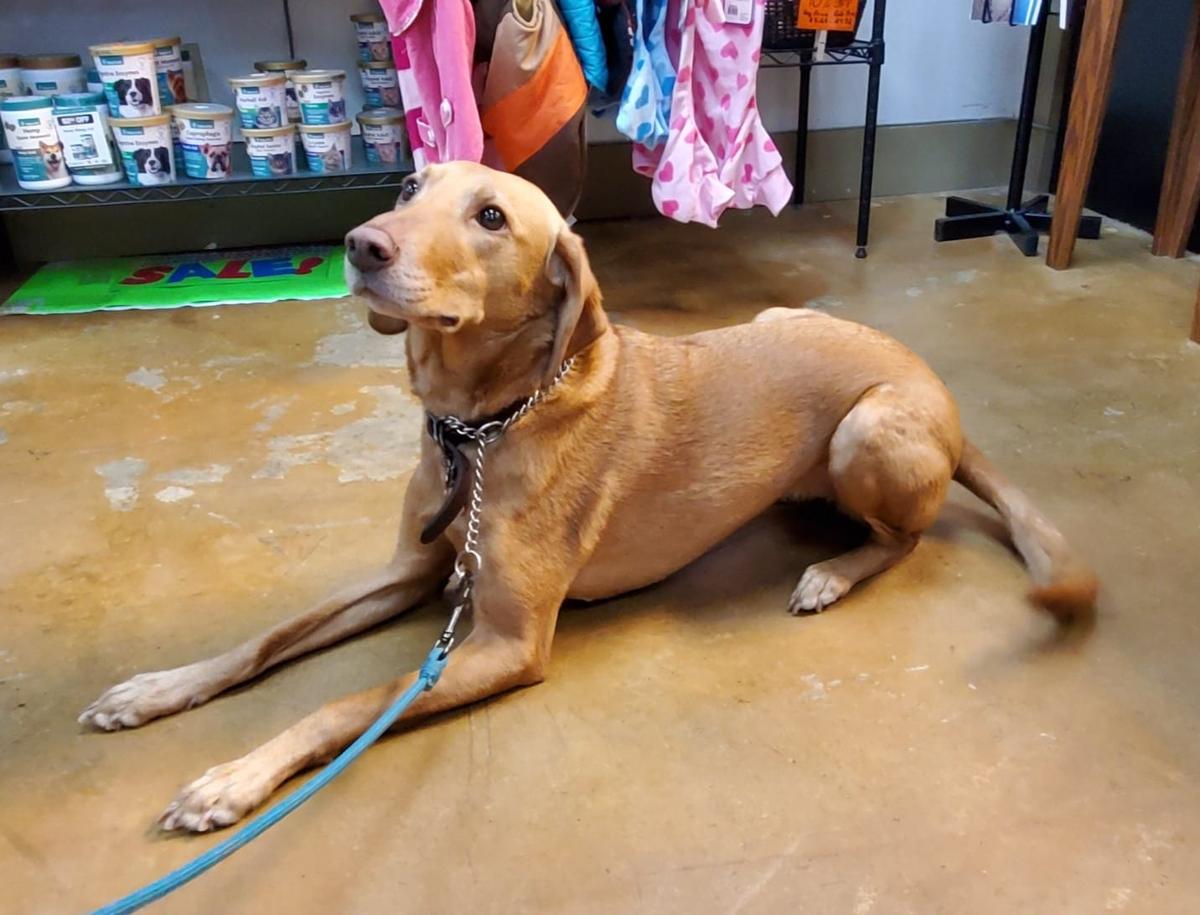 Directory of Pet Stores in Millbrook AL BringFido