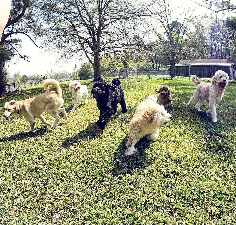 Thousand island dog resort clearance