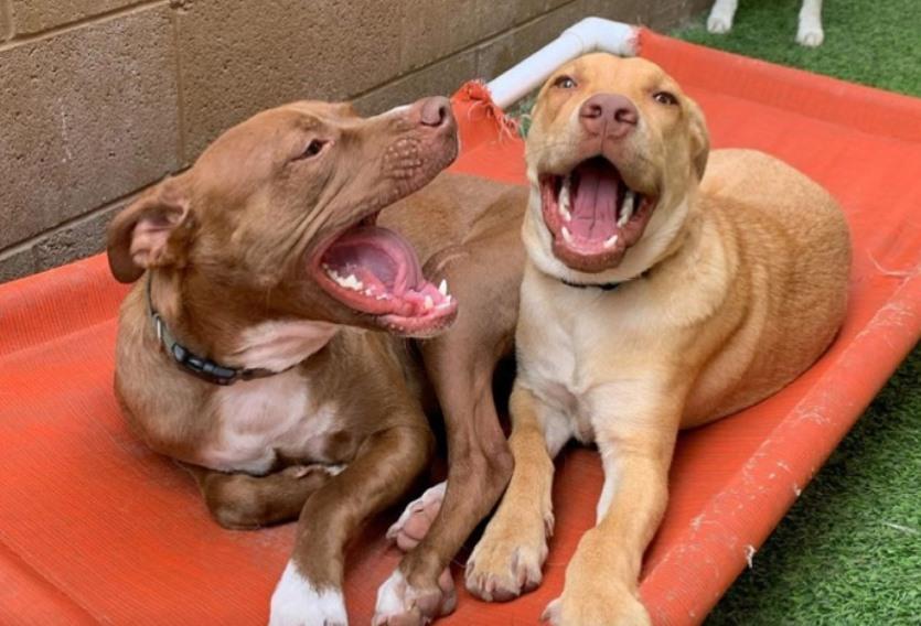 Hickory hills hot sale doggie daycare