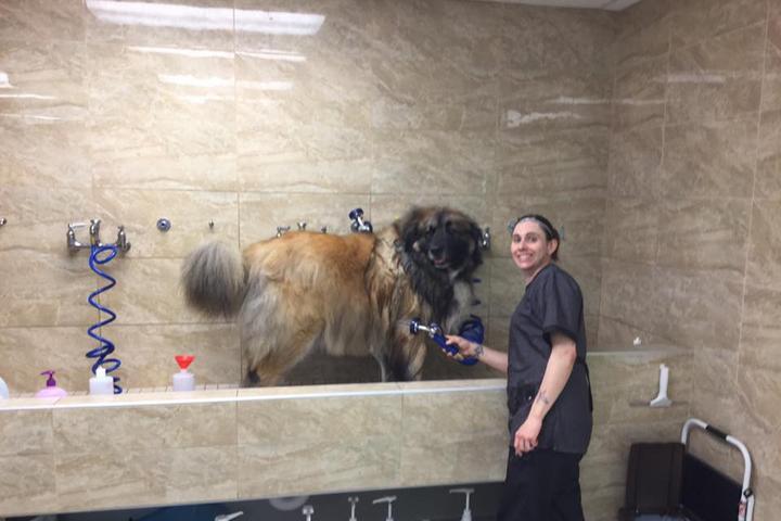 Pet Friendly Happy Tails Pet Grooming
