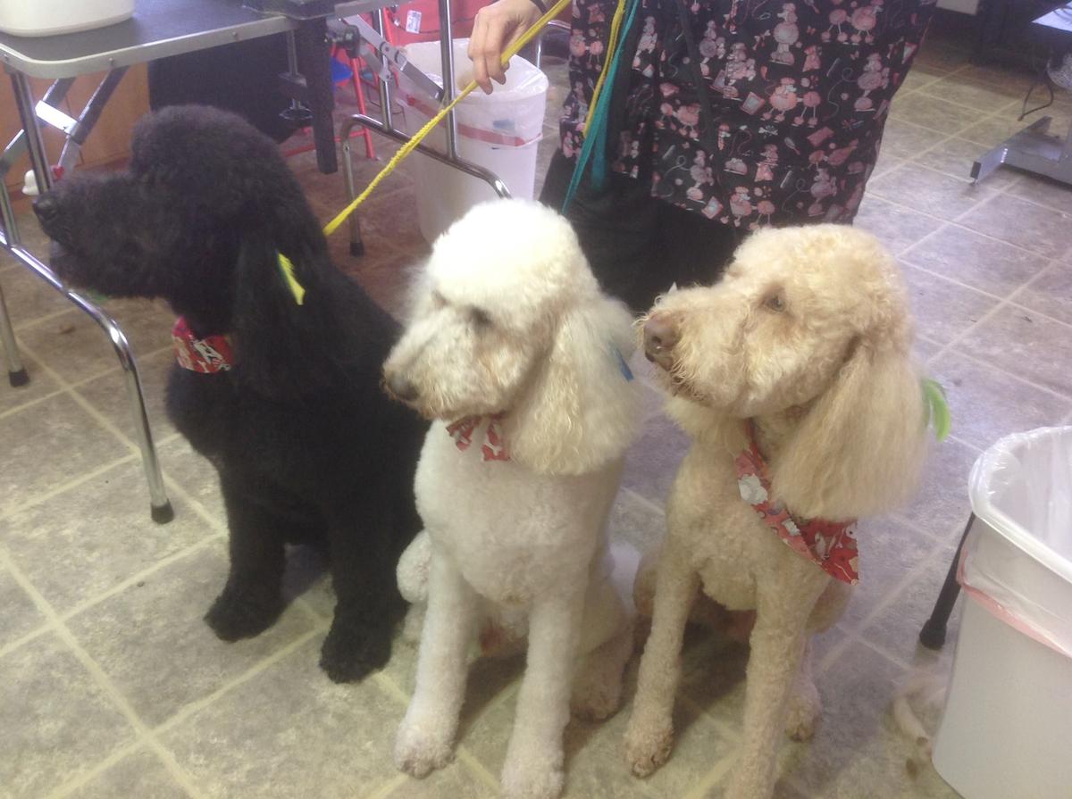 Happy top tails grooming