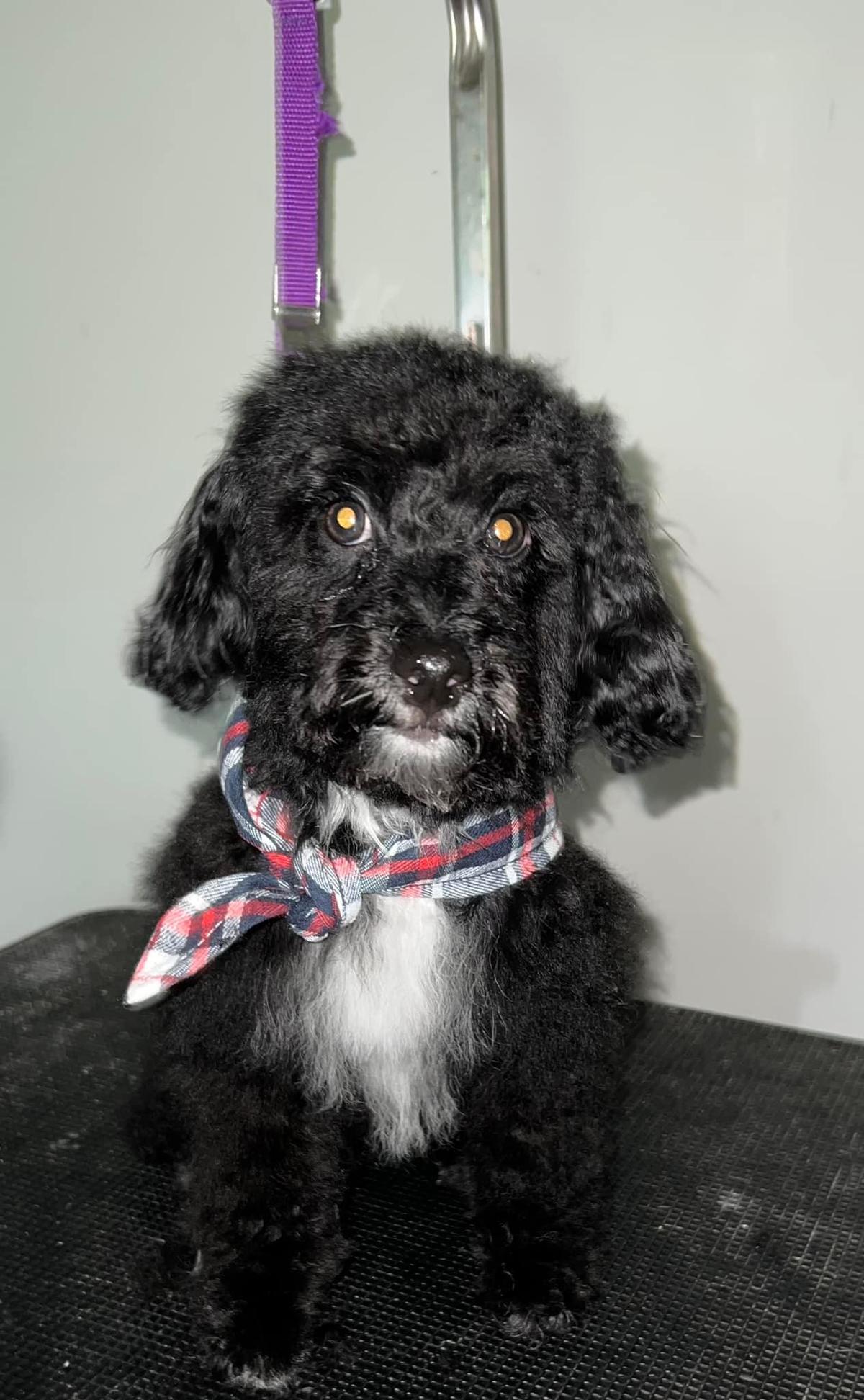 Tangled tails hot sale mobile grooming