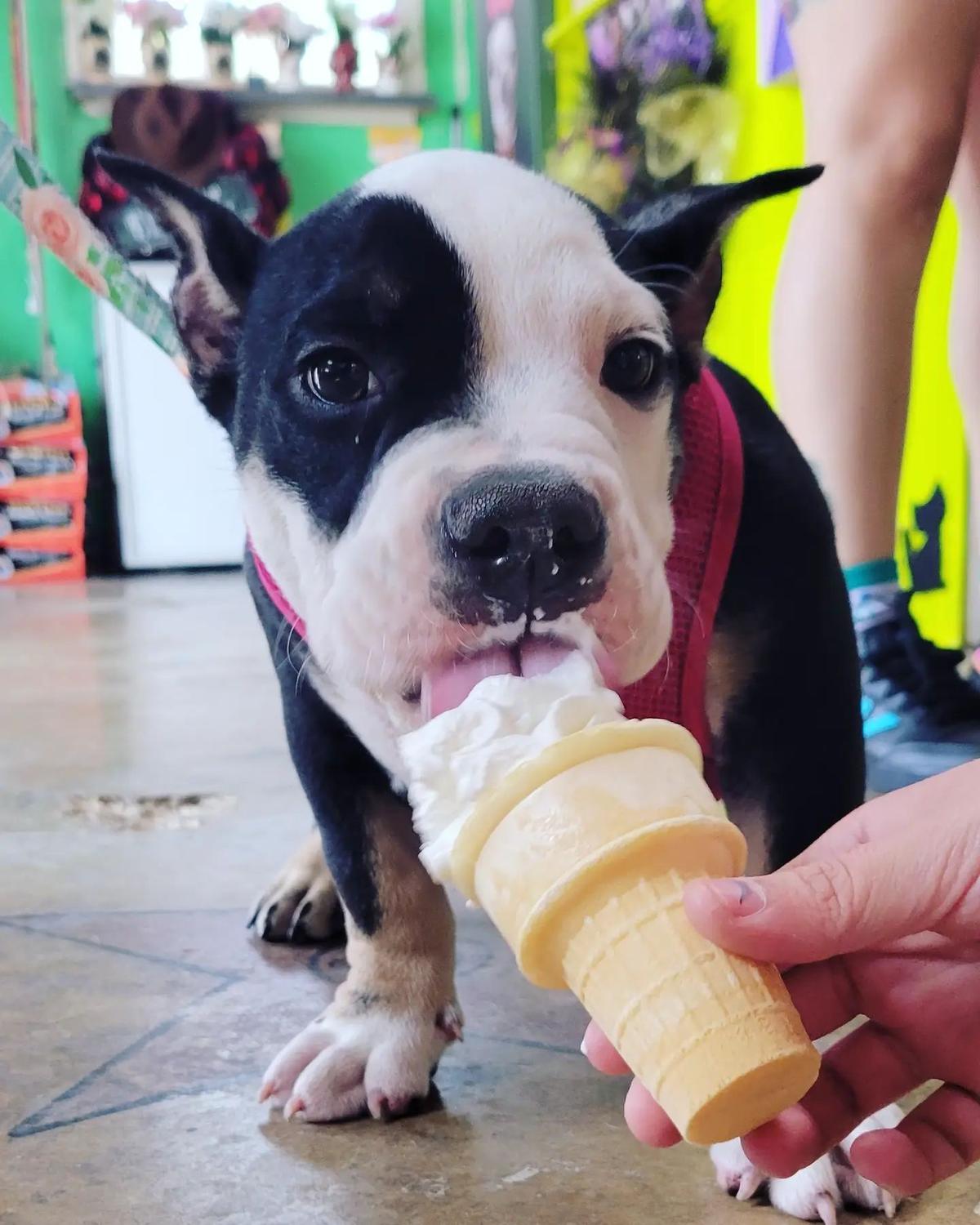 Furbaby Pet Boutique & Biscuit Bar