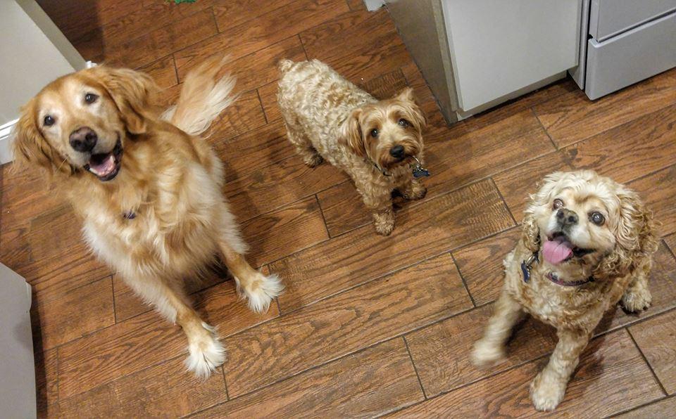 Kelly\'s Pampered Pets 2025