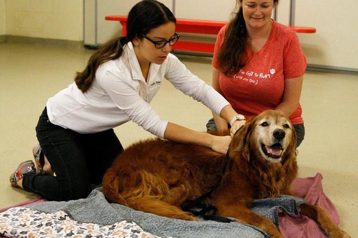 Pet Friendly South Paw Canine Massage & Wellness