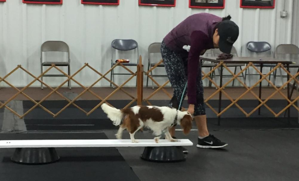 Pet Friendly Cape Fear Dog Training Club